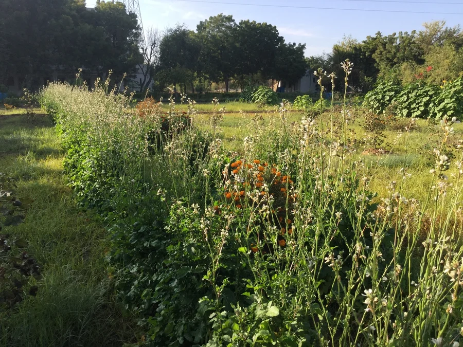 these are roquette plants in flower   seeds pods are forming on stems 1200